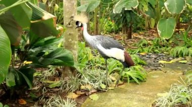 Ultra HD, 4K, gerçek zamanlı. Afrika Gri Taçlı Turna Balearica Regulorum, Crane Ailesi Gruidae Kuşu.