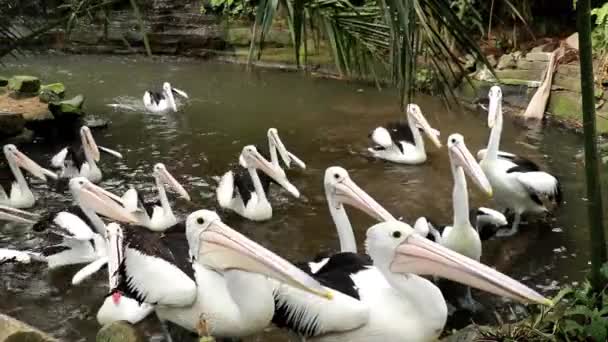 Большая группа австралийских пеликанов ждет еды. Австралийские пеликаны борются за продовольствие крупным планом — стоковое видео