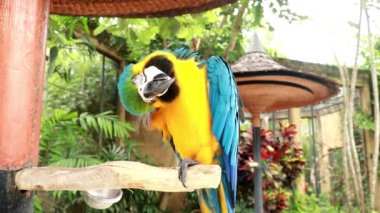 Bir dalın üzerinde duran mavi ve sarı tüylü güzel Ara glaucogularis 'in orta boy fotoğrafı. Blue Throated Macaw tüylerini kabartıyor. Caninde papağanı ya da Waglers papağanı.