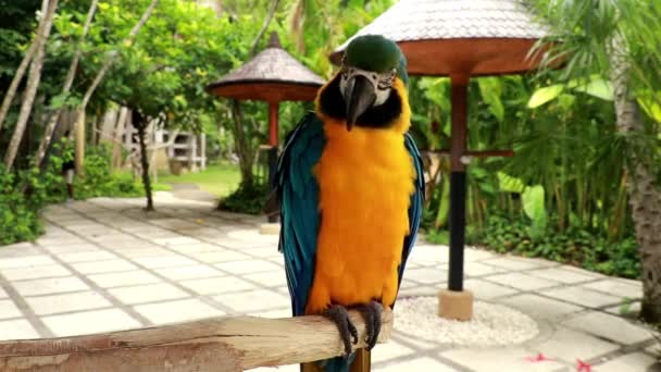 Ara glaucogularis assis sur une perche dans un parc d'oiseaux. Un gros plan des aras à gorge bleue. Aras de Caninde ou aras de Waglers — Video
