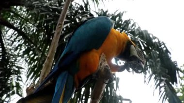 Tropikal bir ormanda kuru bir dalda oturan Mavi Boğaz Macaw. Ara glaucogularis. Mavi ve sarı tüylü, dalda duran güzel bir papağanın orta boy fotoğrafı.