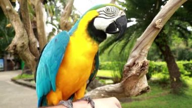 Ara glaucogularis ellerinde oturuyor. Bir adam Blue Throated Macaw ile oynuyor. Gagalı bir papağan insan eline dokunuyor.