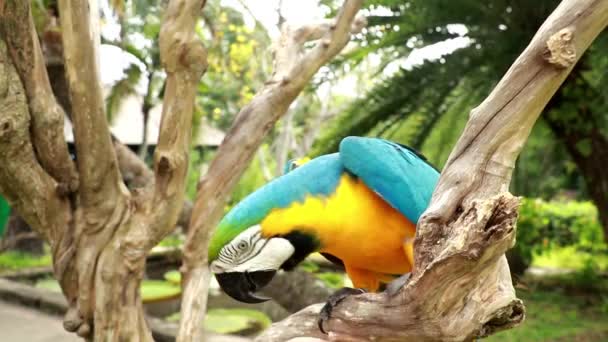 El hombre acaricia la mano de un hermoso loro. Un hombre juega con un guacamayo de garganta azul. Un loro guacamayo canindo con un pico tocando una mano humana. Ara glaucogularis sentado en una rama seca en un parque de aves — Vídeo de stock