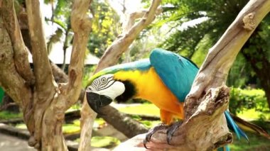 Bir adam Blue Throated Macaw ile oynuyor. Ara glaucogularis kuş parkındaki kuru bir dalda oturuyor. Bir Kaninde papağanı gagasıyla bir insan eline dokunuyor. Tropikal Doğa Renkli Vahşi Yaşam