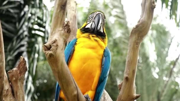 Μπλε Λαιμός Macaw κάθεται σε ένα ξηρό κλαδί σε μια τροπική ζούγκλα. 'ρα γλαυκογκουλάρις. Μεσαίο πλάνο ενός όμορφου μακάο, με μπλε και κίτρινα φτερά, στέκεται σε ένα κλαδί — Αρχείο Βίντεο
