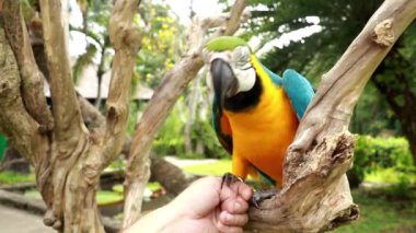 Ara glaucogularis ellerinde oturuyor. Bir adam Blue Throated Macaw ile oynuyor. Gagalı bir papağan insan eline dokunuyor.