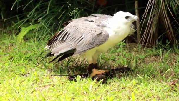 L'aigle déploie ses ailes et cache la proie capturée aux humains. L'oiseau de proie déchire sa proie avec son bec et avale des morceaux de viande. 4K Gros plan d'un pygargue à tête blanche attaché dans un environnement naturel — Video