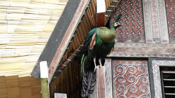 En manlig påfågel står på en trästolpe framför ett traditionellt Torajahus. En stor påfågel med blå fjädrar i sin vanliga miljö med grönt gräs och sprej — Stockvideo