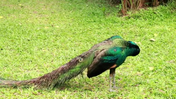 Samec indiánského páva stojí na trávě v parku a třepotá peřím. Indiánská modrá peafowl nebo modrá peafowl, Peacock Pavo cristatus, velký a jasně barevný pták. Obyčejný peafowl — Stock video