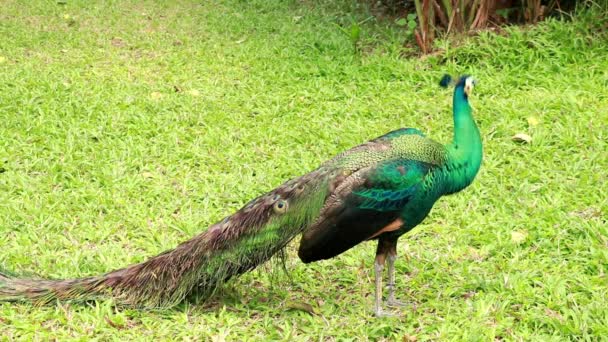 Egy hím indiai páva áll a parkban a füvön, és tollait csapkodja. Az indiai kék peafowl vagy kék peafowl, Peacock Pavo cristatus, egy nagy és élénk színű madár. Közönséges bagoly — Stock videók