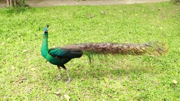 Pavone sta camminando nel parco. Maschio Pavone Pavo cristatus passeggiate nel parco in cerca di cibo nell'erba — Video Stock