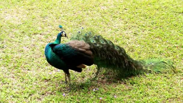 Egy hím indiai páva áll a parkban a füvön, és tollait csapkodja. Az indiai kék peafowl vagy kék peafowl, Peacock Pavo cristatus, egy nagy és élénk színű madár. Közönséges bagoly — Stock videók