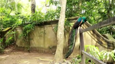 Peafowl, Bird, Blue Peacocks Legs yakın plan, ahşap çitin üzerinde, Birs dikiliyor, kuyruğunu kıstırıyor, aşağı atlıyor, arka planda bulanık ağaçlar, yaz, gündüz, hayvanat bahçesi