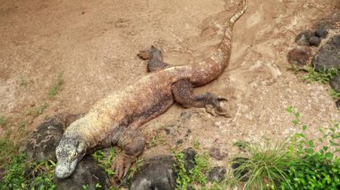 Komodo Ulusal Parkı 'nda Komodo Ejderhaları. Endonezya 'da. Yakın plan. Güzel arka plan. 4k video