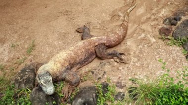 Komodo Ulusal Parkı 'nda Komodo Ejderhaları. Endonezya 'da. Yakın plan. Güzel arka plan. 4k video