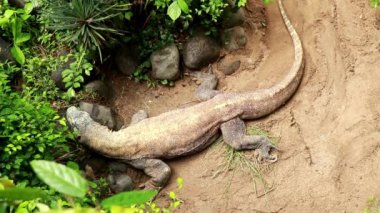 Yetişkin komodo ejderhası dilini çıkarıp etrafa bakıyor. 4k video