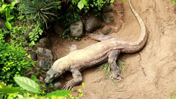 Closeup 4 K záběry z agresivní monster monitor ještěrka Austrálie nativní volně žijících živočichů plazů kráčející dlouho na červeném terénu štěrku izolované venku, Indonésie — Stock video