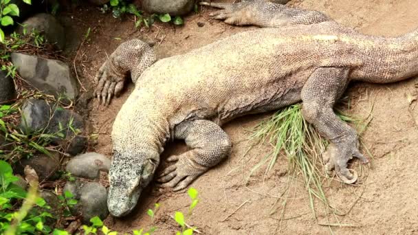 Komodovaranen zijn de grootste, zwaarste hagedissen ter wereld en een van de weinigen met een giftige beet. Varanus komodoensis, ook bekend als de Komodo monitor — Stockvideo