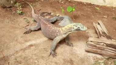 Komodo Ejderhası Yetişkin Yalnız Etrafa Bakınıyor. Komodo Ulusal Parkı 'nda Komodo Ejderhaları. Endonezya 'da. Yakın plan. Güzel arka plan. 4k video