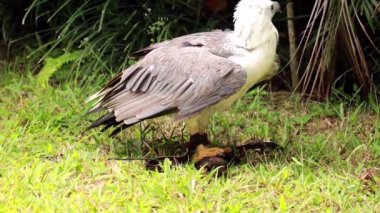 Kartal kanatlarını açar ve insanlardan yakalanan avını saklar. Yırtıcı kuş gagasıyla avını parçalar ve et parçalarını yutar. 4K Doğal ortamda bağlı bir Kel Kartal 'a yaklaş