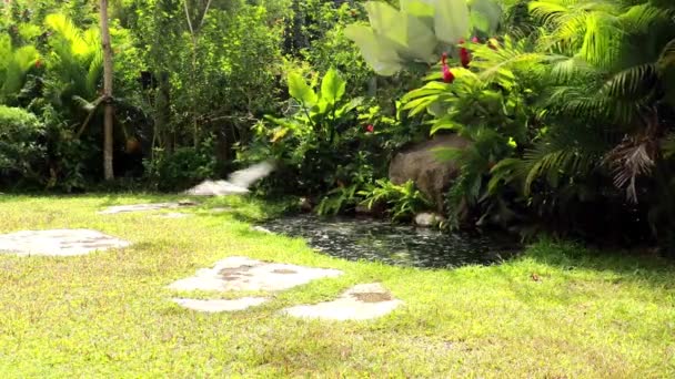 Vackra skott av skallig örn sveper ner och fånga en fisk i hans klor från vatten. 4K Eagle jagar byten på dammens yta. Bird of prey fångade offret i sina klor i naturlig miljö — Stockvideo