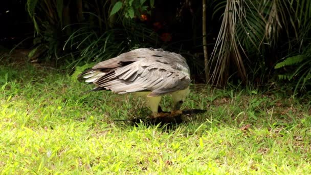 Medelskott av en skallig örn som äter byten. Örnen sliter sitt byte med näbben och sväljer köttbitar. Rovfågeln håller offret i sina klor och tårar bitar av kött — Stockvideo