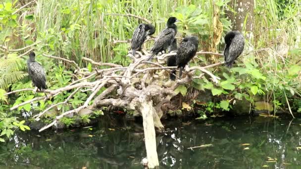 Phalacrocorax sulcirostris empoleirado em um ramo no meio da lagoa.Um grupo de corvos-marinhos sentados nos ramos Cormorants sentar-se nos ramos de uma árvore seca e limpar suas penas — Vídeo de Stock