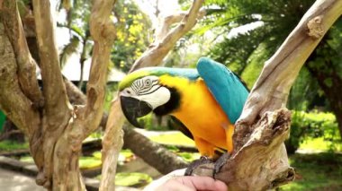 Bir adam Blue Throated Macaw ile oynuyor. Ara glaucogularis kuş parkındaki kuru bir dalda oturuyor. Bir Kaninde papağanı gagasıyla bir insan eline dokunuyor. Tropikal Doğa Renkli Vahşi Yaşam