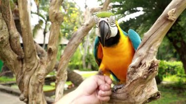 Ara glaucogularis ellerinde oturuyor. Bir adam Blue Throated Macaw ile oynuyor. Gagalı bir papağan insan eline dokunuyor.