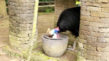 Vahşi Kuzey Cassowary Endonezya, Bali 'de bir çilek ağacıyla besleniyor. Bir Casuarius Unappenculatus kuş parkındaki bir otlağa konmuş bir konteynırdan meyve yer.