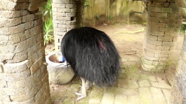 Vahşi Kuzey Cassowary Endonezya, Bali 'de bir çilek ağacıyla besleniyor. Bir Casuarius Unappenculatus kuş parkındaki bir otlağa konmuş bir konteynırdan meyve yer.