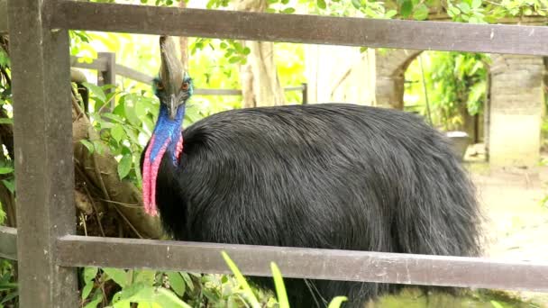 Zbliżenie Southern Cassowary jedzące jedzenie, zwolnione tempo, płytka głębokość pola, bokeh tło. Cassowary to największy ptak bez lotu. Wideo 4K — Wideo stockowe