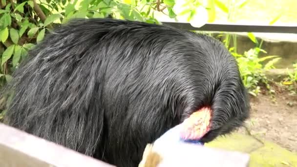 Närbild av södra Cassowary äta mat, slow motion, grunt skärpedjup, bokeh bakgrund. Cassowary är den största flyglösa fågeln. Video 4K — Stockvideo