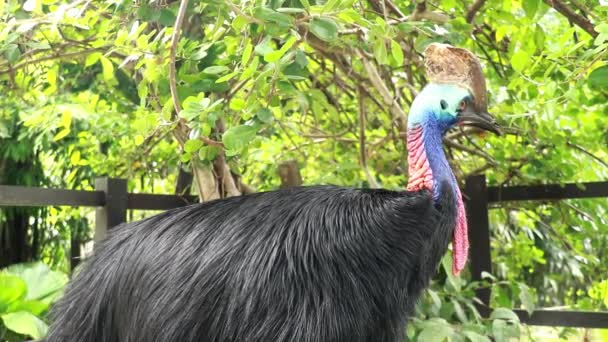 Zbliżenie Southern Cassowary jedzące jedzenie, zwolnione tempo, płytka głębokość pola, bokeh tło. Cassowary to największy ptak bez lotu. Wideo 4K — Wideo stockowe