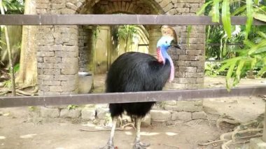 Cassowary, Papua Yeni Gine ve Endonezya 'ya, yakındaki adalara ve kuzeydoğu Avustralya' ya özgü en büyük kuştur.