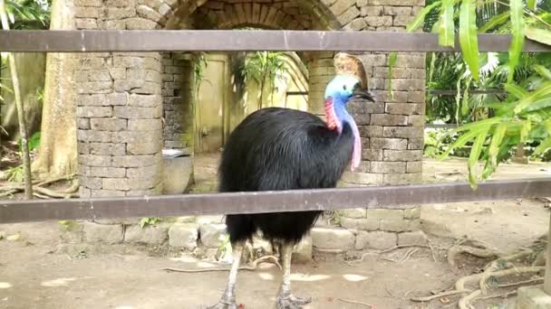 Cassowary è l'uccello più grande, sono originari della Papua Nuova Guinea e Indonesia, isole vicine, e l'Australia nord-orientale — Video Stock