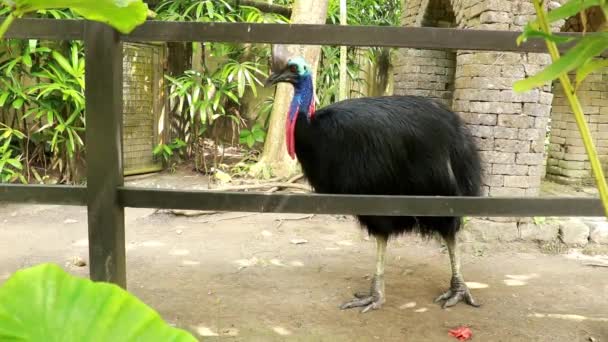 Cassowary es el ave más grande, tiene nativo de Papúa Nueva Guinea e Indonesia, islas cercanas, y el noreste de Australia — Vídeos de Stock