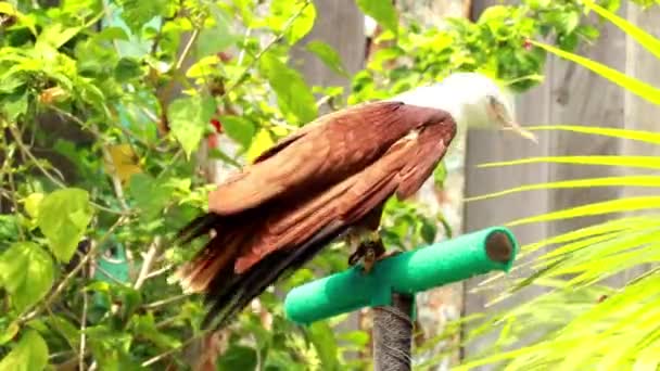 A Raptor egy sügéren landol. A ragadozó madár megeszi a zsákmányt. Bird of Prey feszültnek tűnik. Egy sas portréja, Indonéziából. Női tüske eszik egy halat — Stock videók