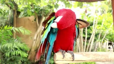 Kırmızı Macaw papağanının fırfırlı tüylü başını yakın çekim. Yüzünü kaşımak için pençesini kaldırır ve sonra gagasını açar ve kapatır. Yeşil kanatlı bir papağan tünekte oturur, kafası aşağıda tımar edilir.