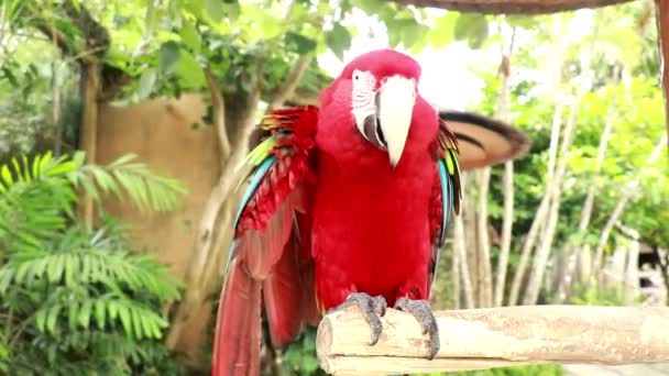 Primer plano de la cabeza de loro guacamayo rojo con plumas con volantes. Levanta su garra para rascarse la cara, y luego abre y cierra su pico. Un guacamayo de alas verdes se sienta en una percha, con la cabeza abajo acicalándose — Vídeo de stock