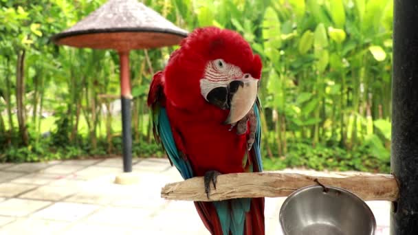 Ara chloropterus voltea sus plumas. Hermosos loros e imágenes detalladas, filmación de video en primer plano. aves acuáticas y loros 4k video — Vídeo de stock