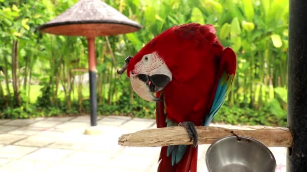 Ara chloropterus voltea sus plumas. Hermosos loros e imágenes detalladas, filmación de video en primer plano. aves acuáticas y loros 4k video — Vídeos de Stock