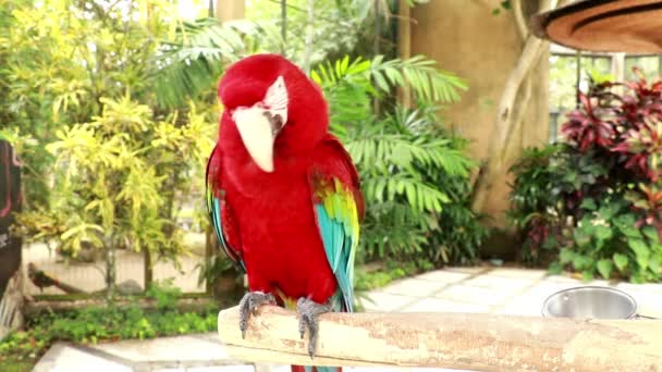 Imágenes de archivo de 4k de hermoso pájaro loro. El guacamayo de alas verdes, Ara chloropterus, también conocido como el guacamayo rojo y verde, es un guacamayo grande, principalmente rojo del género Ara. — Vídeos de Stock