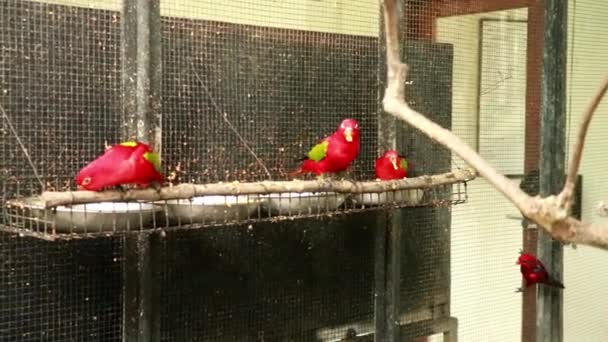 Nuri merah Lory memakan biji-bijian di kandang burung yang terbuka. Suntikan siang hari dari Eos bornea peliharaan burung beo. Burung beo memakan biji bunga matahari dengan bayan merah lainnya — Stok Video