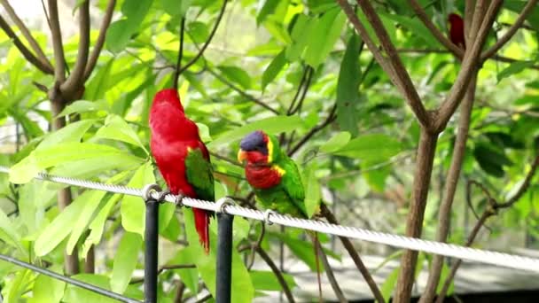 4K- Sepasang bayan berwarna-warni Red Lory. Memecahkan warna alam pada hewan dan burung liar. Dua multi-warna duduk di atas tali baja. Beberapa Eos bornea anak laki-laki dan perempuan tinggal bersama — Stok Video