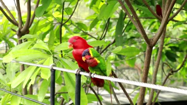 Para zakochanych papug Red Lory siedząca na stalowej linie i całująca się. Ten film z bliska pokazuje dwa dzikie tropikalne Eos Bornea żywiące się nawzajem i całujące. 4k wideo — Wideo stockowe