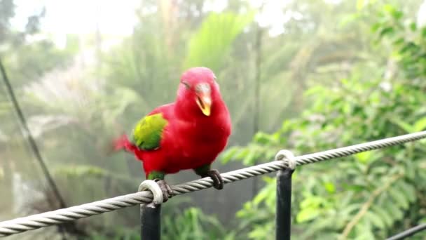 Red Lory or Mollucan Loryの閉鎖、インドネシアのEndemic Bird 、バンドン、インドネシア、アジア。エオス・ボルネア鉄のロープの上に座っているオウム — ストック動画