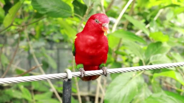 Close Up of Red Lory ou Mollucan Lory, Pássaro endêmico indonésio, Bandung, Indonésia, Ásia. Papagaio Bornea sentado em uma corda de aço — Vídeo de Stock