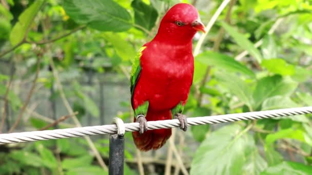 Κοντινό πλάνο του Red Lory ή Mollucan Lory, Indonesian Endemic Bird, Bandung, Ινδονησία, Ασία. Eos Bornea παπαγάλος κάθεται σε ένα σχοινί χάλυβα — Αρχείο Βίντεο