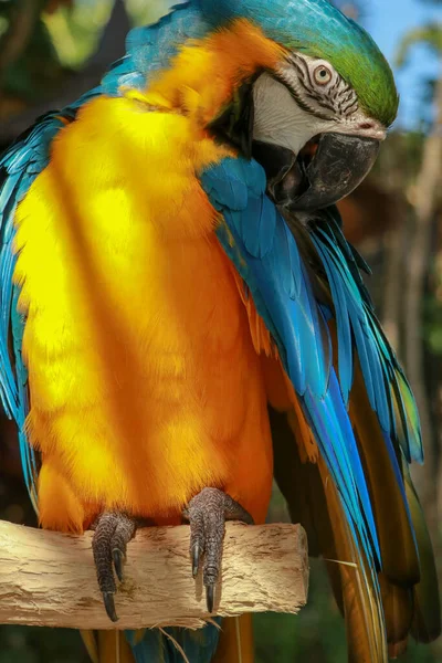 Голубой попугай, сидящий на ветке. Ара Глаукогулярный попугай взъерошенный перьями .closeup голубого горла попугая ара петуха петуха, насевшего, находящегося под угрозой исчезновения вида птиц из Боливии — стоковое фото